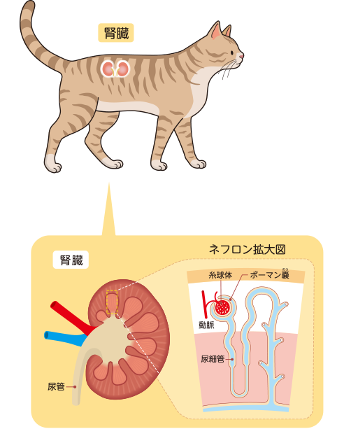 猫の慢性腎臓病について