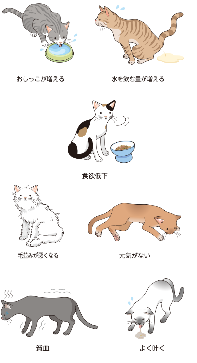 猫の慢性腎臓病の症状について