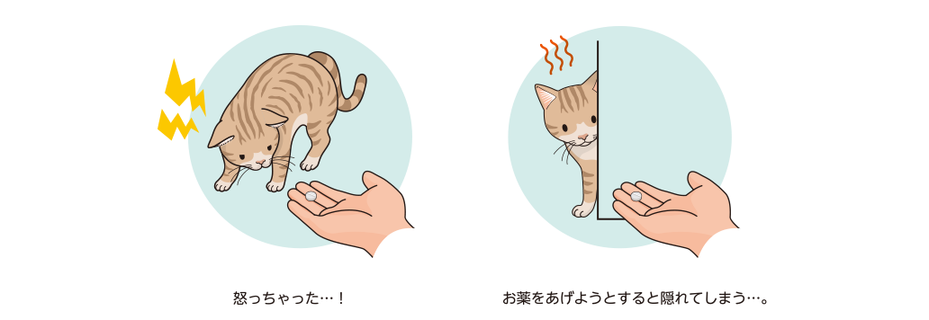 怒っちゃった...！お薬をあげようとすると隠れてしまう...。　猫の慢性腎臓病・高血圧 