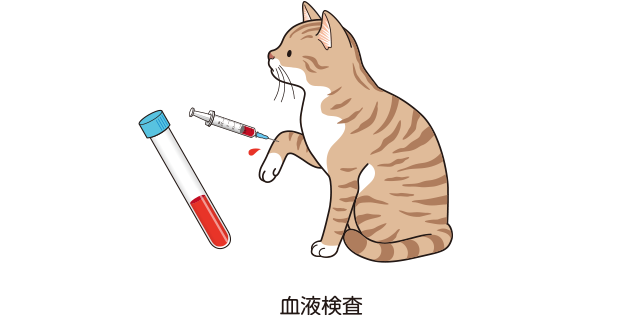 ⾎液検査　猫の慢性腎臓病 