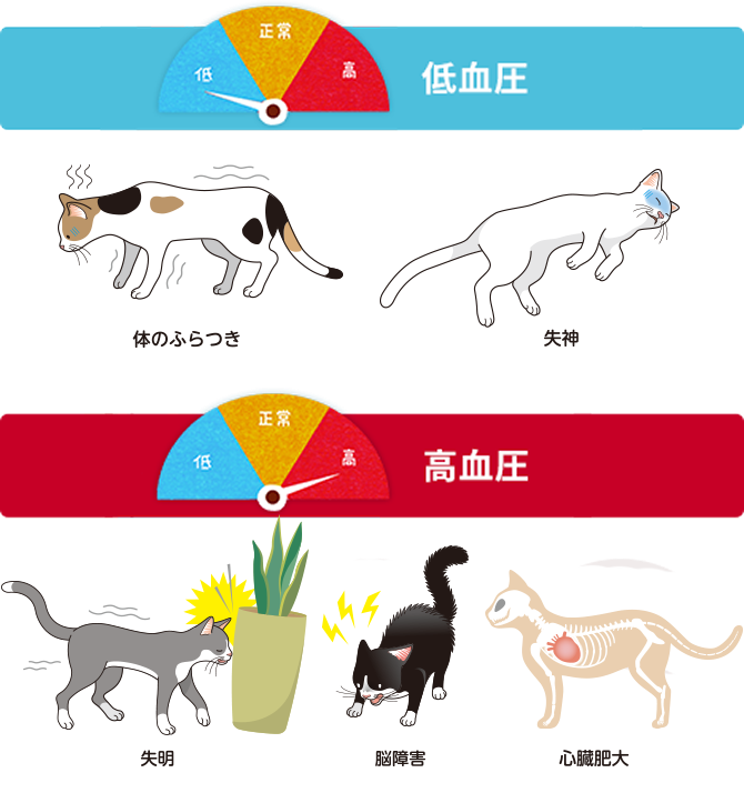 猫の低血圧・高血圧