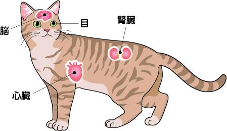 猫の⾼⾎圧によって障害が起こりやすい臓器