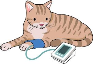 血圧の定期チェック&管理＿猫の高血圧と慢性腎臓病 