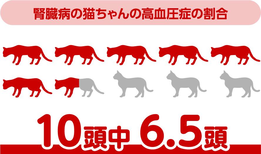 腎臓病の猫ちゃんの高血圧症の割合　10頭中6.5頭