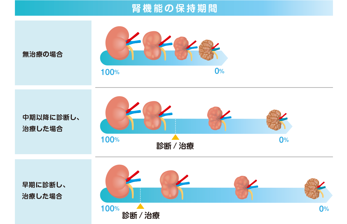 腎機能の保持期間　猫の慢性腎臓病 