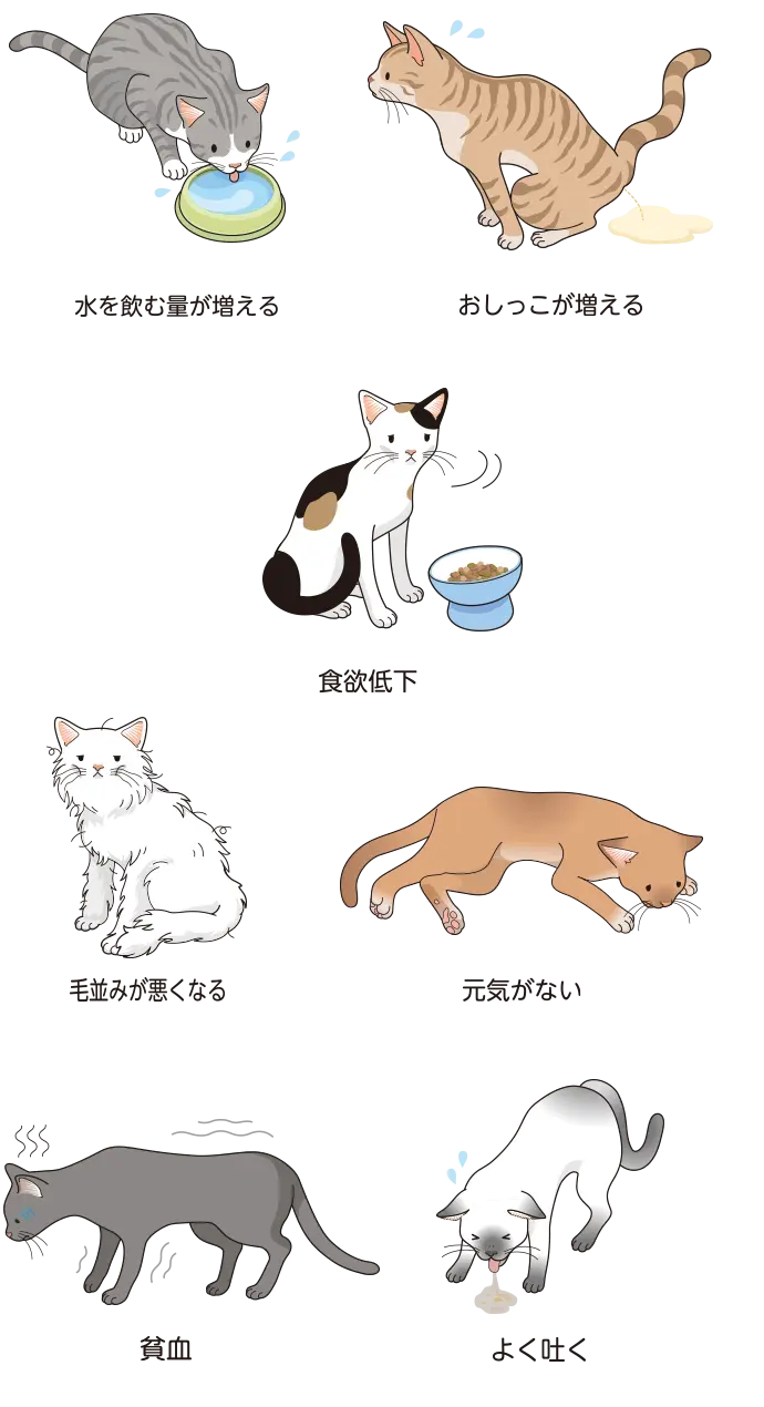 猫の慢性腎臓病の症状について
