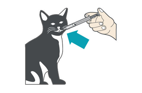 画像:シリンジで直接口へ投入する