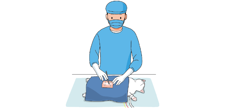 イラスト:開腹または体表手術をする獣医師と猫