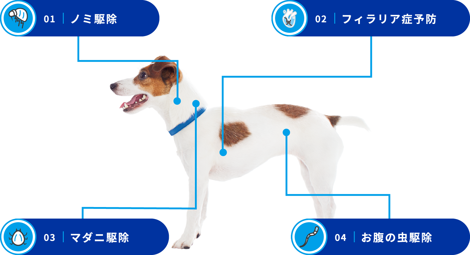 画像:対策できる寄生虫