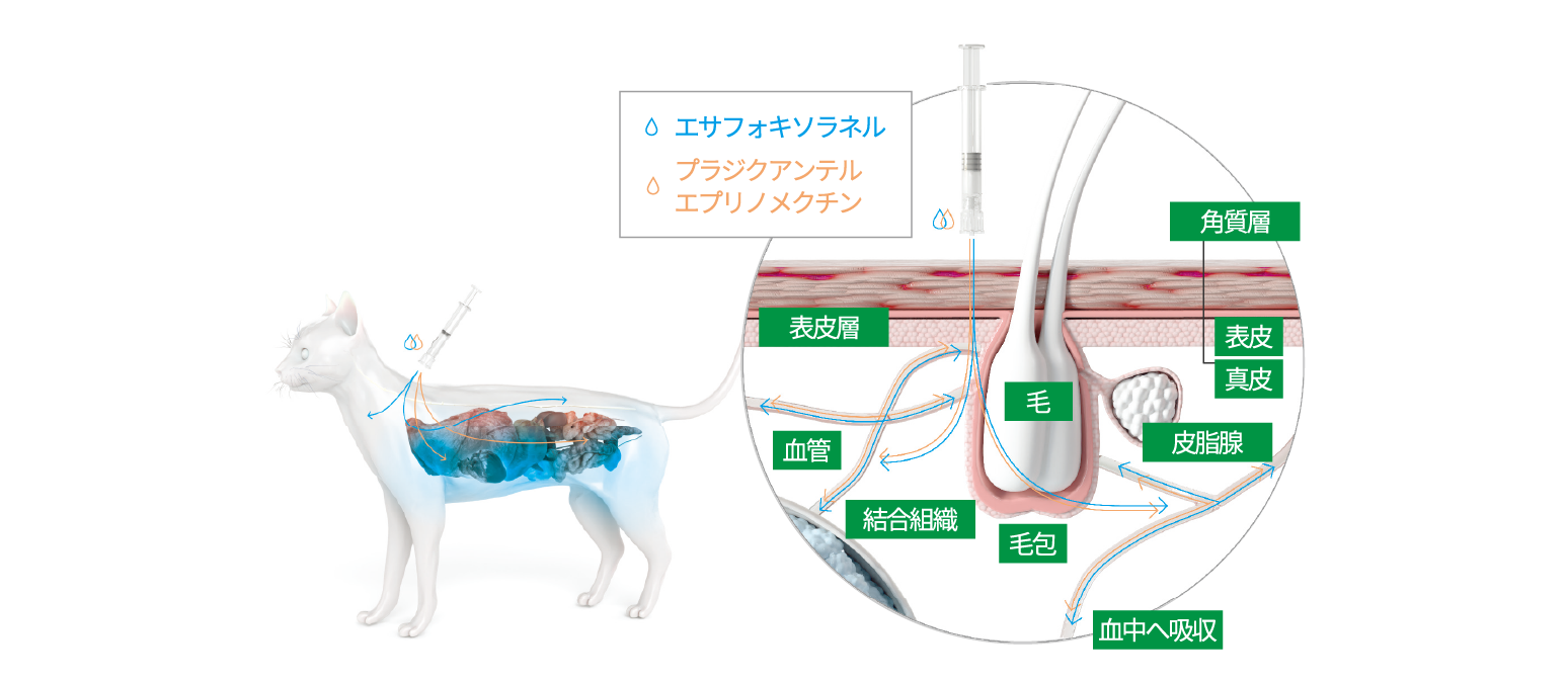 画像:有効成分の吸収