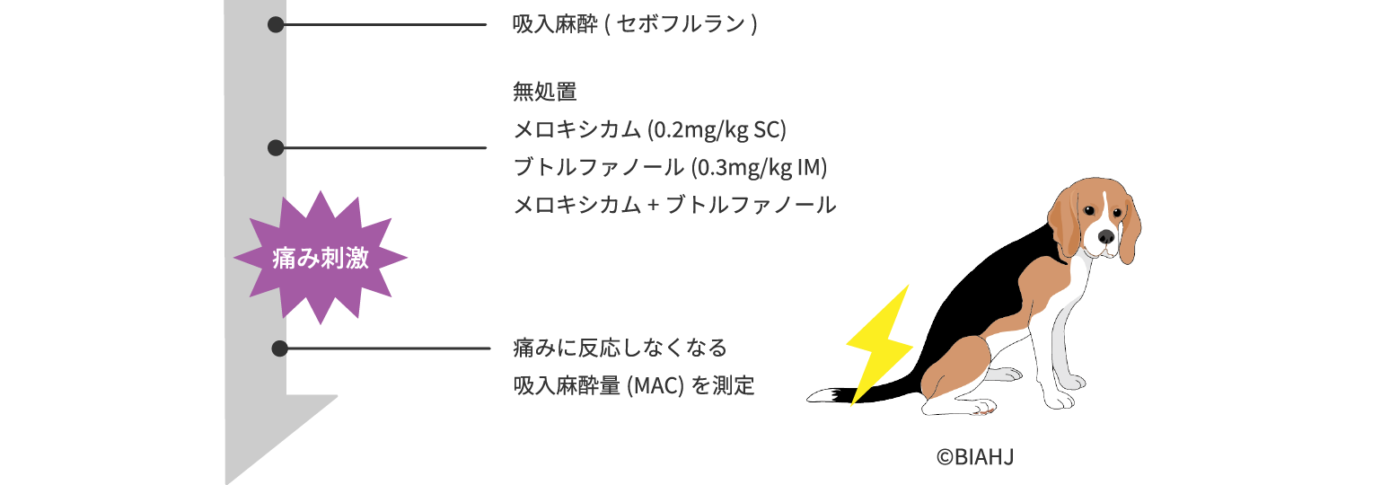 画像:セボフルランMACに対するメロキシカムとブトルファノールの併用について