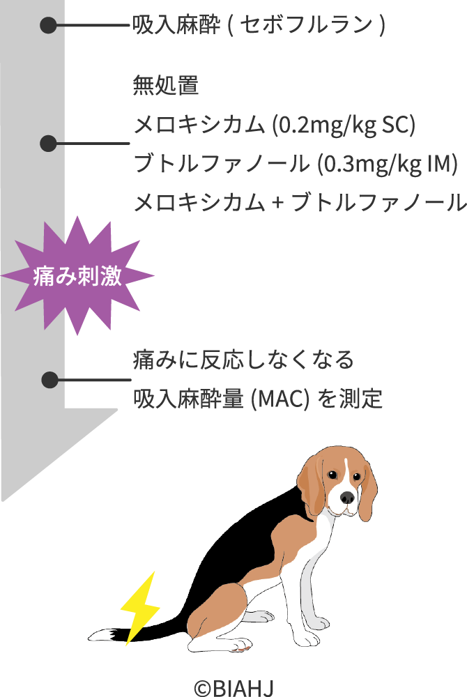 画像:セボフルランMACに対するメロキシカムとブトルファノールの併用について