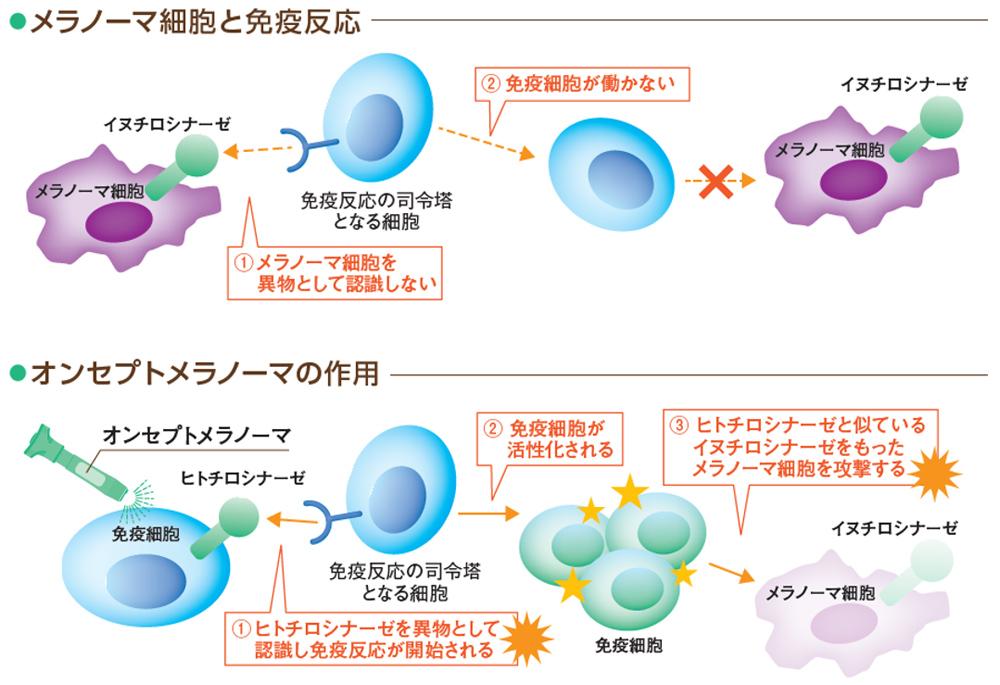 メラノーマ細胞と免疫反応　オンセプトメラノーマの作用