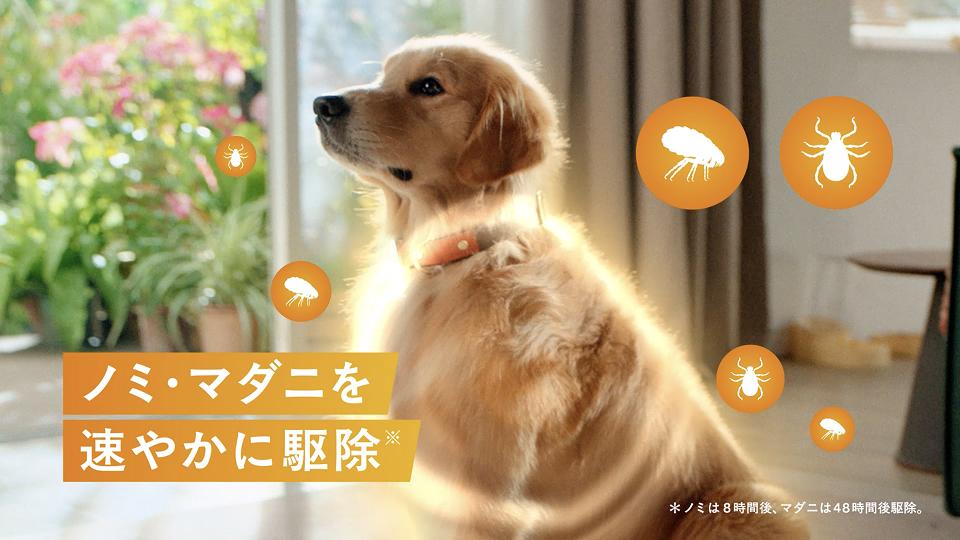 特長2 ｜ ノミ・マダニにすばやく、しっかり効く！