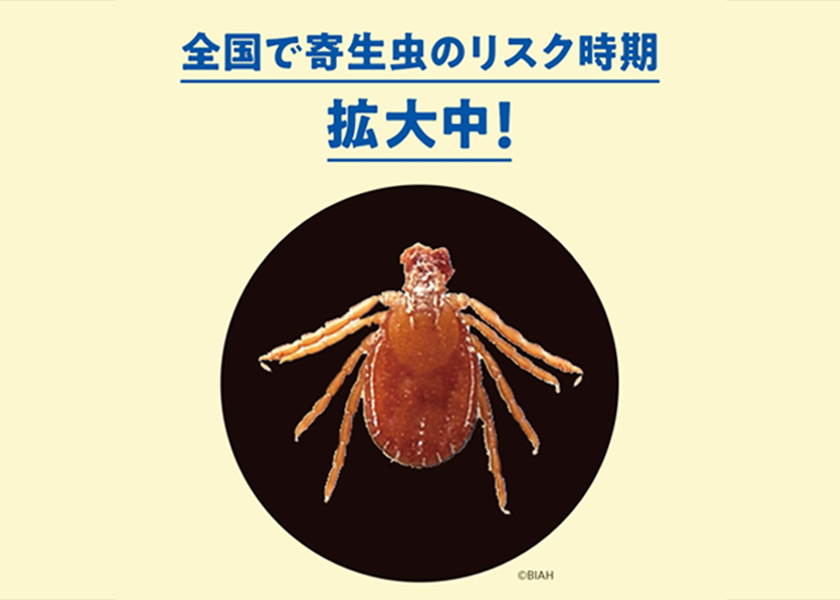 マダニが媒介する感染症「SFTS」知っていますか？＿犬,猫の寄生虫対策