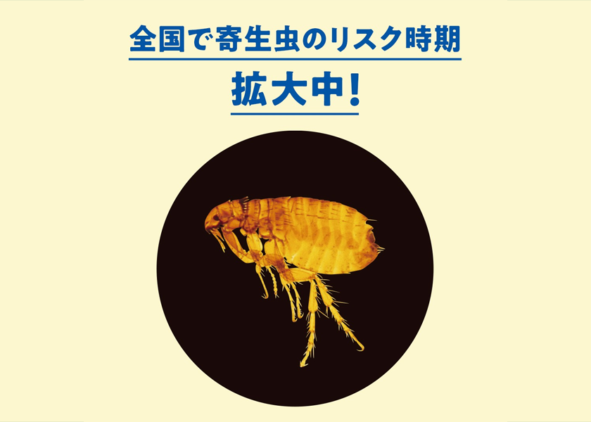 全国で寄生虫のリスク時期拡大中！＿ノミ