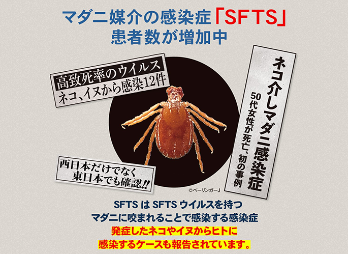 マダニが媒介する感染症SFTS