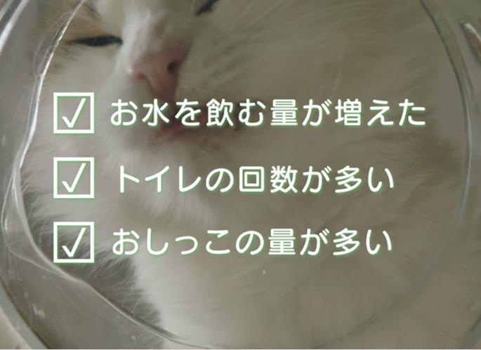 ネコちゃんの糖尿病サイン