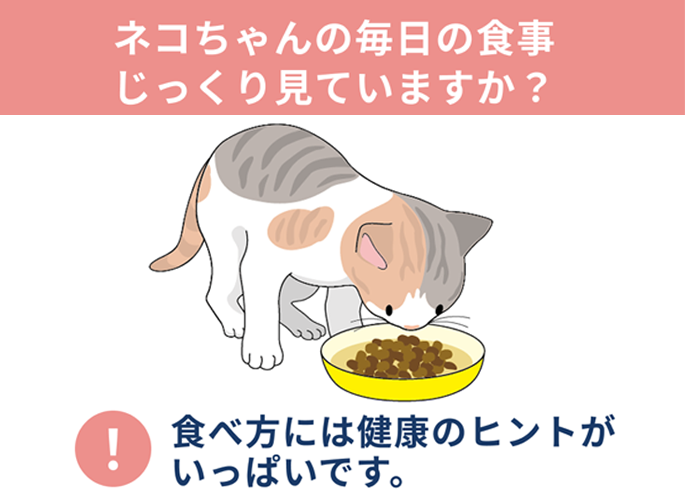 ネコちゃん健康ノート 食べ方で健康チェック