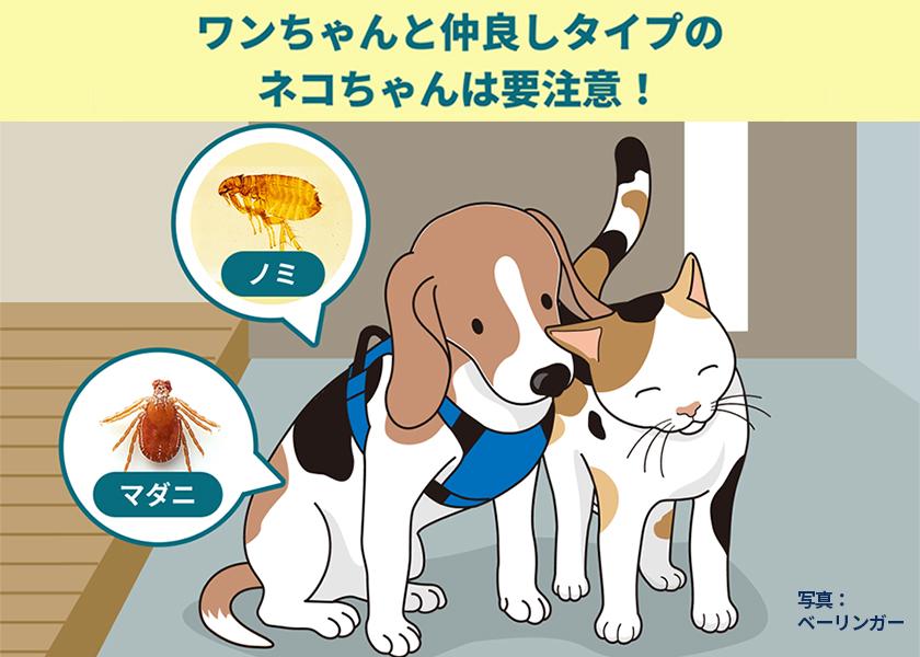 ワンちゃんと仲良しタイプのネコちゃんは要注意