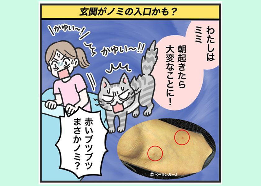 玄関がノミの入口かも？